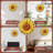Sunflower Clock With Numbers