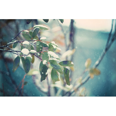 Snow Gums par Benstevens