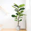 150cm Faux Ficus Tree in Cement Pot