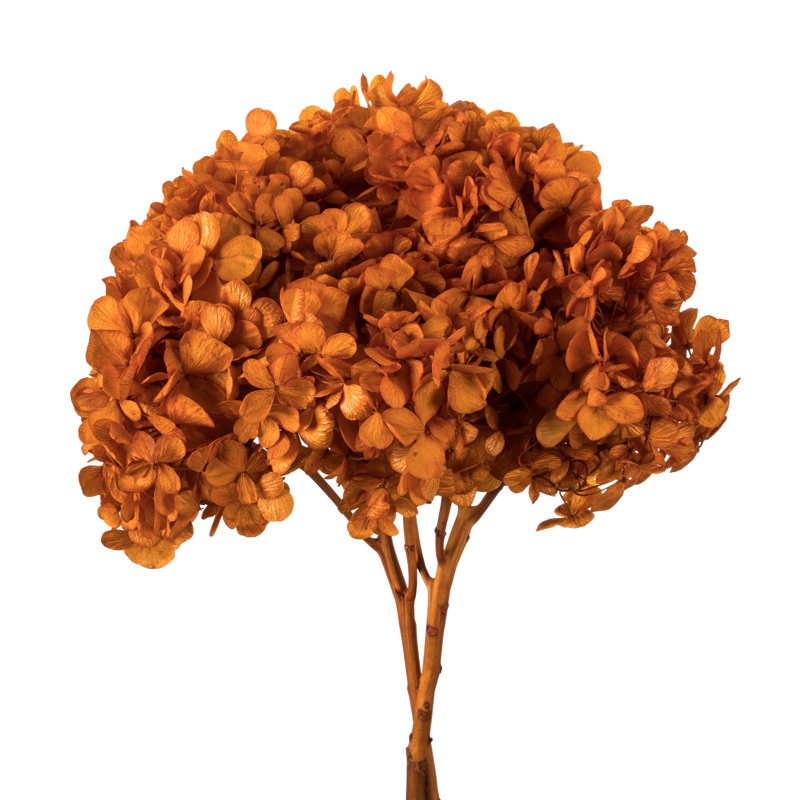 Natural Botanicals 15" Hydrangea with Multiple Branch Segments, Preserved, Autumn