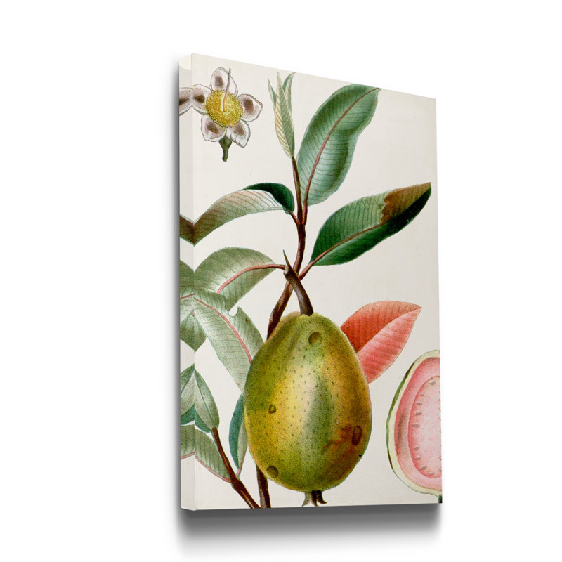 Reproduction d’art sur toile tendue « Turpin tropical fruit IX », H 27 po x l 18 po x P 1 po