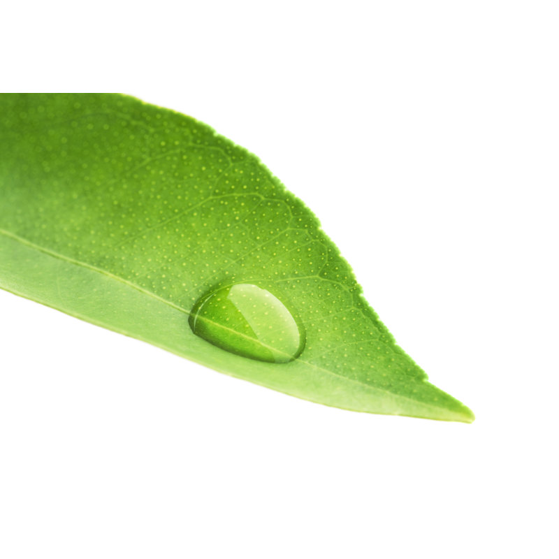 Leaf with Water Drop by Yinyang, 32" H x 48" W
