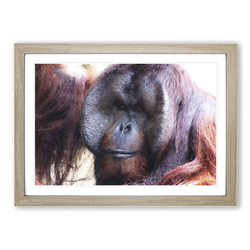 Orangutan Monkey Vol.2 - Framed Print, 27cm H x 36cm W x 2cm D, Oak Framed