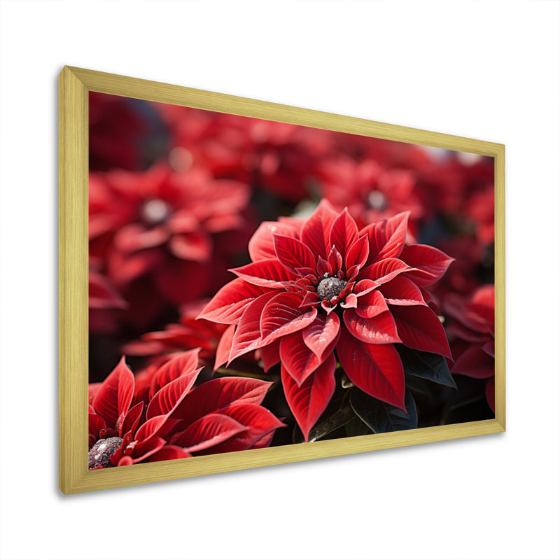 «Red Poinsettias Field I», reproduction sur toile, H 12 po x l 20 po x P 1 po, Cadre doré à une seule photo