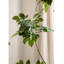 Simulation de plante verte Happiness Tree Living Room