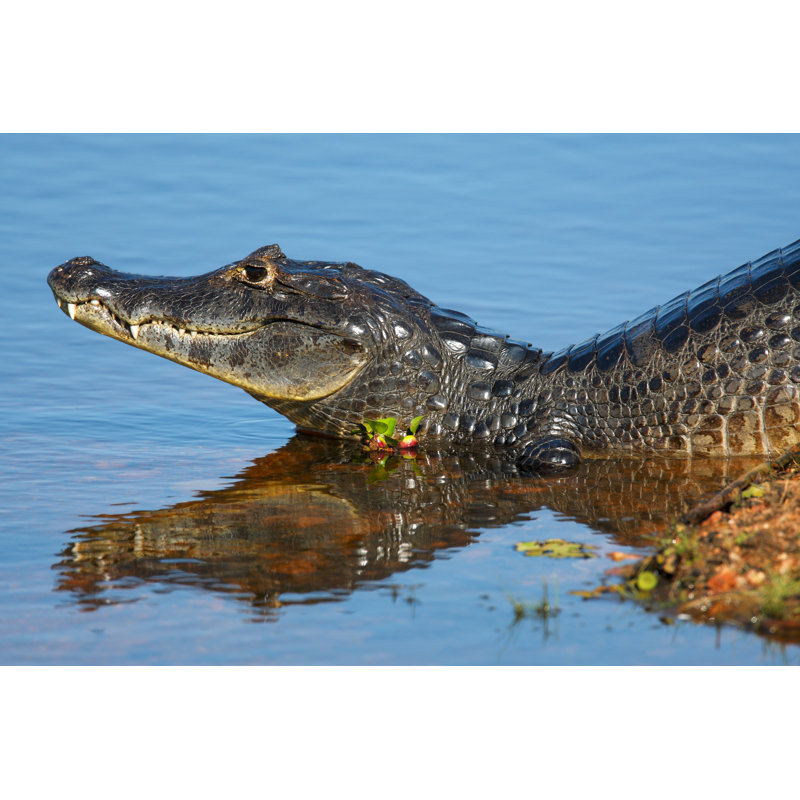 Closeup Of Caiman by Thejack - No Frame Print on Canvas, 20cm H x 30cm W