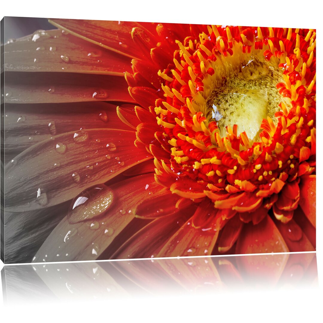 Leinwandbild Gerbera mit Wassertropfen in Orange/Gelb