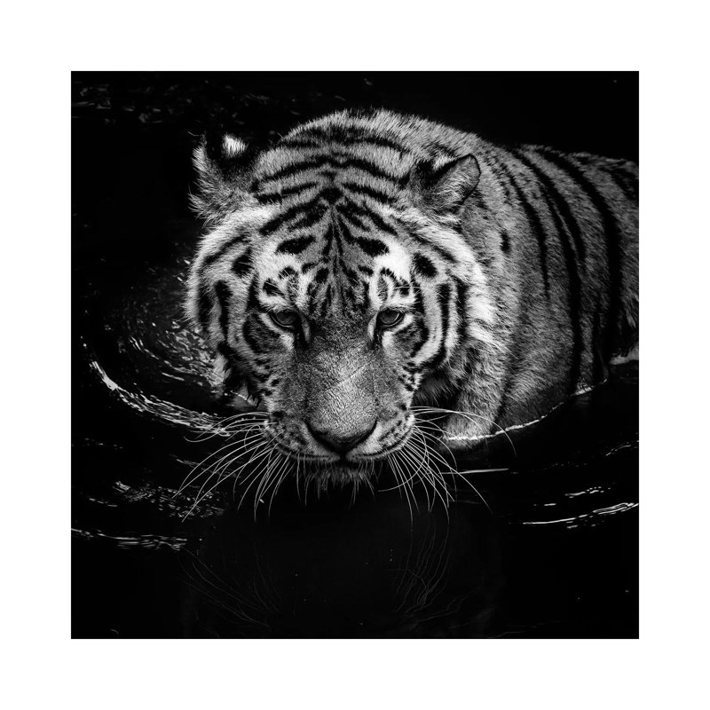 Tiger In Water, Black And White by Lukas Holas - Wrapped Canvas Print, 93.98 cm H x 93.98 cm W