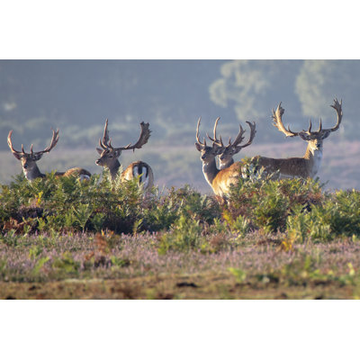 Willse Deer in New Forest 1 Piece Wrapped Canvas Wall Art