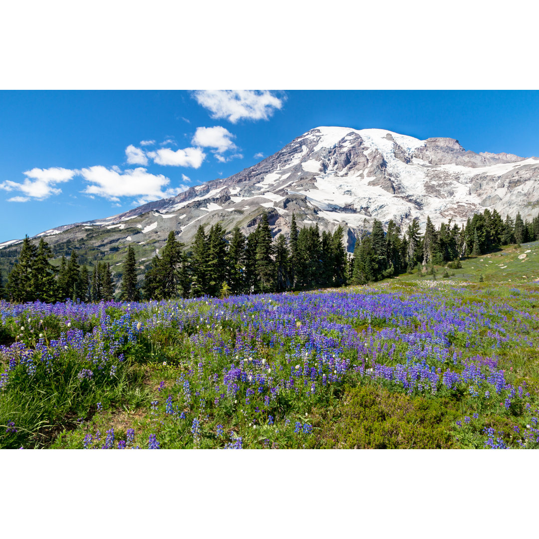 Lupinen unter dem Mount Rainier von Anne - Leinwandbild auf Leinwand