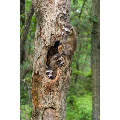 Raccoons by Stanley45