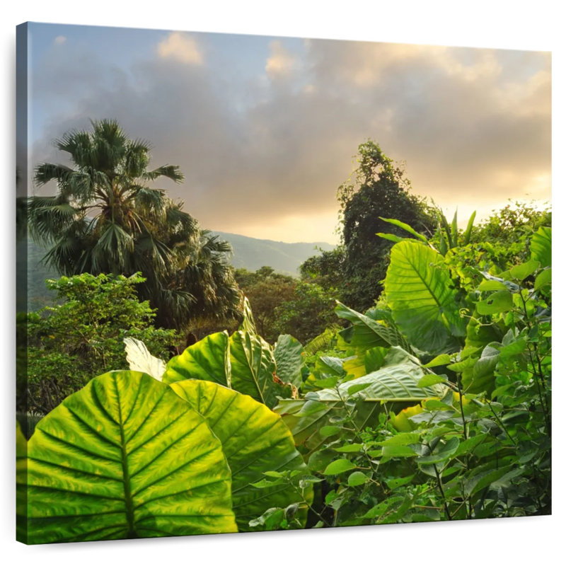 Alvord Borneo Rainforest, 10" H x 10" W
