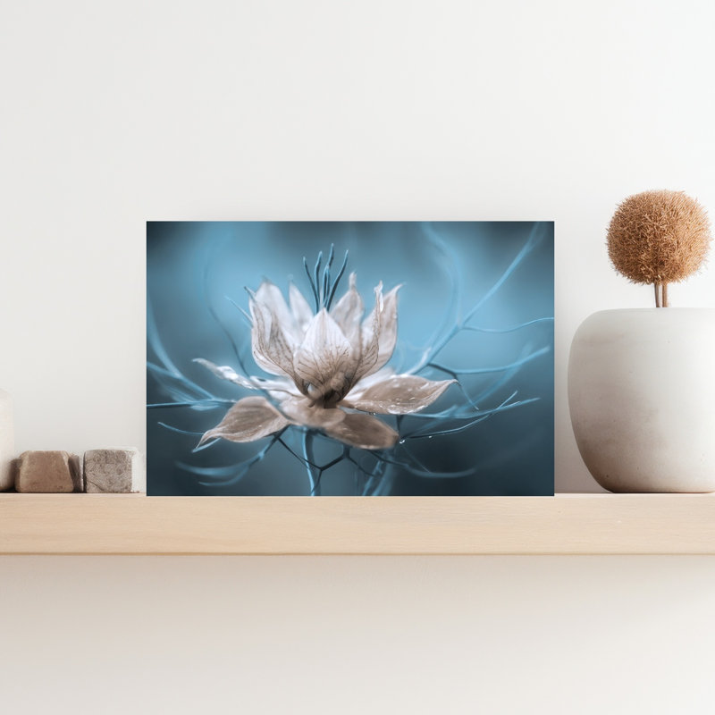 «Nigella», délicate fleur éthérée sereine, art mural nature, H 12 po x l 18 po