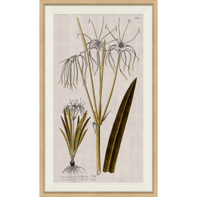 17th Century Wild Flower Studies I Painting