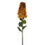 Hydrangea Stem-1909372780