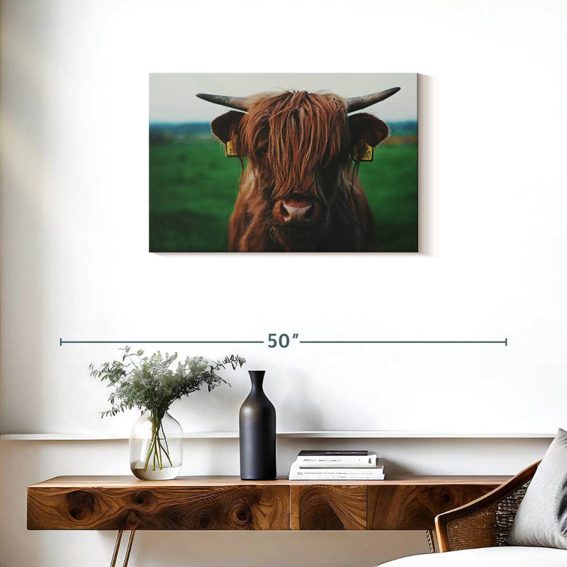 Gros plan sur une vache Brampt Highland, H 20 po x l 30 po
