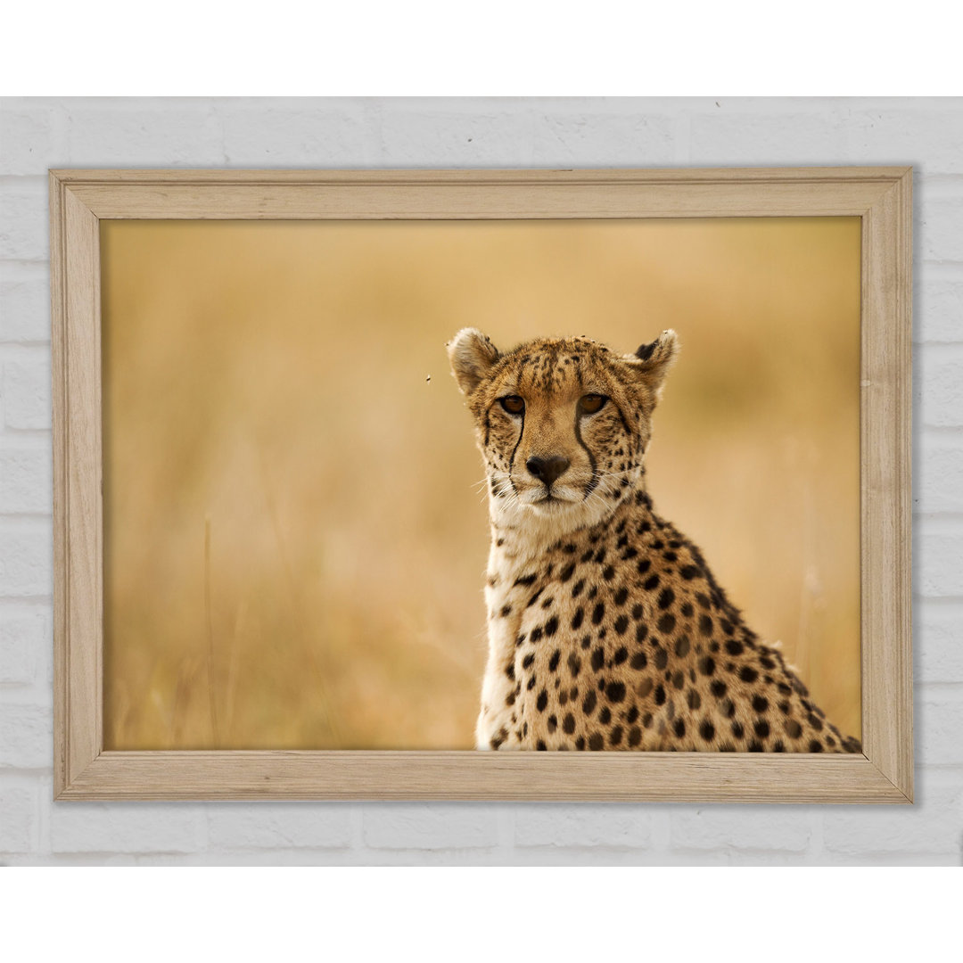 Cheetah Beauty Gerahmter Druck