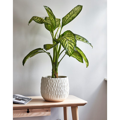  Arles Leaf Embossed Plant Pot