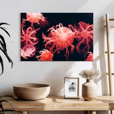 Méduse rouge Brampt