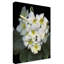 «Plumeria» par Dosta, impression sur toile tendue-29226266