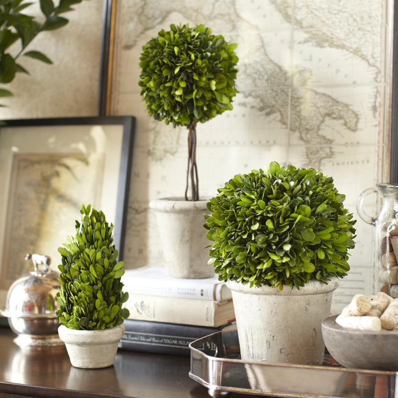 Preserved Boxwood Boxwood Topiary in Ceramic Pot