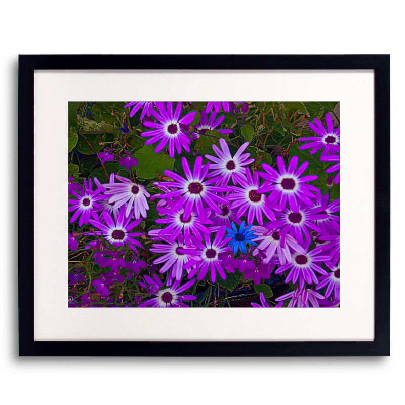 Purple Daisies Print by Tom Kostes