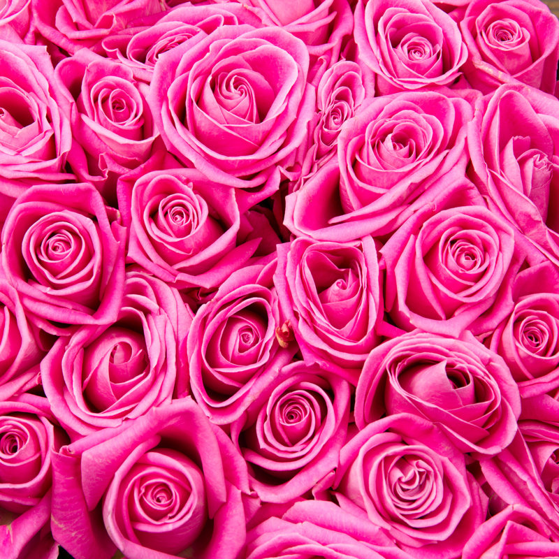 Pink Roses In Bloom - Wrapped Canvas Print, 122cm H x 122cm W