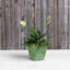 Pot à fleurs en pierre Alaunah-80148670-100665120