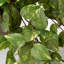 scindapsus 25 cm H Faux Plant