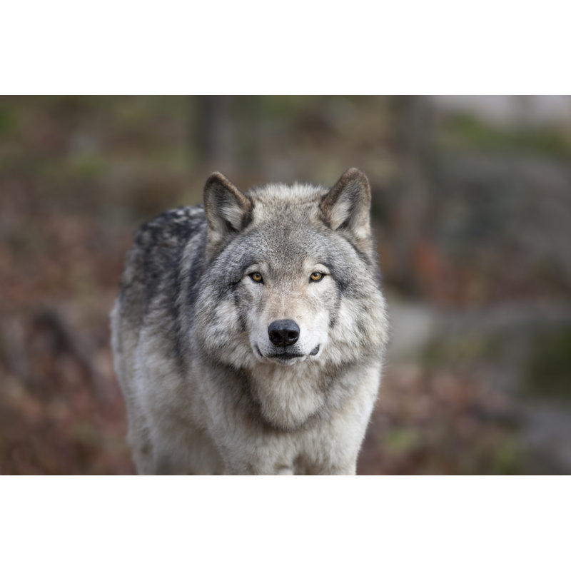 Gray Wolf by Kavram - Wrapped Canvas Painting, 30cm H x 46cm W x 3.8cm D