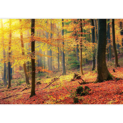 Murale forêt d'automne