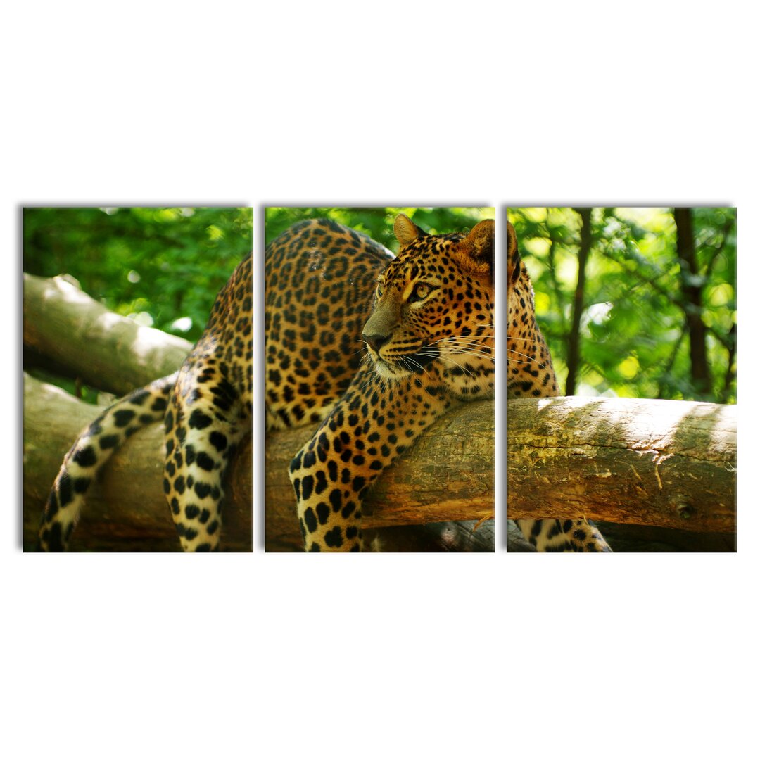 3-tlg. Leinwandbilder-Set Leopard on a Branch