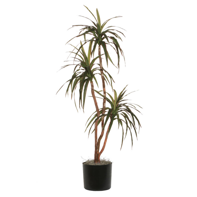 Arbre de luxe en pot Marginata