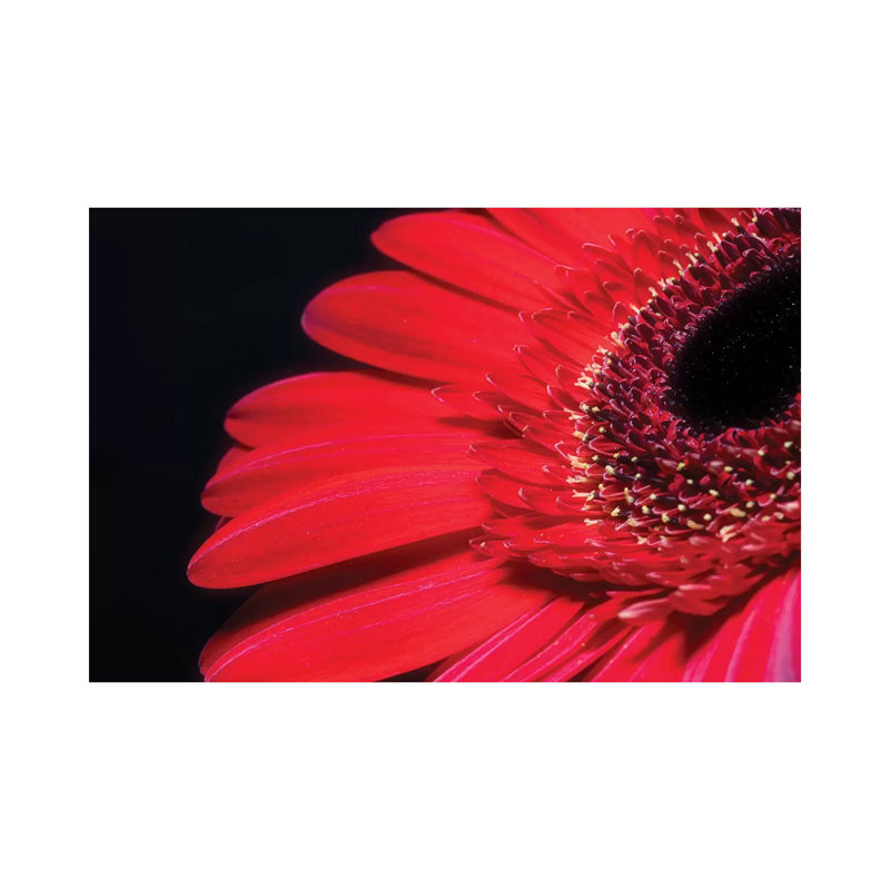 Red Gerbera Flower - Wrapped Canvas Print, 20.32cm H x 30.48cm W x 1.905cm D