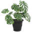  Plant Pots 6 Pcs Plastic-198688210-198688213
