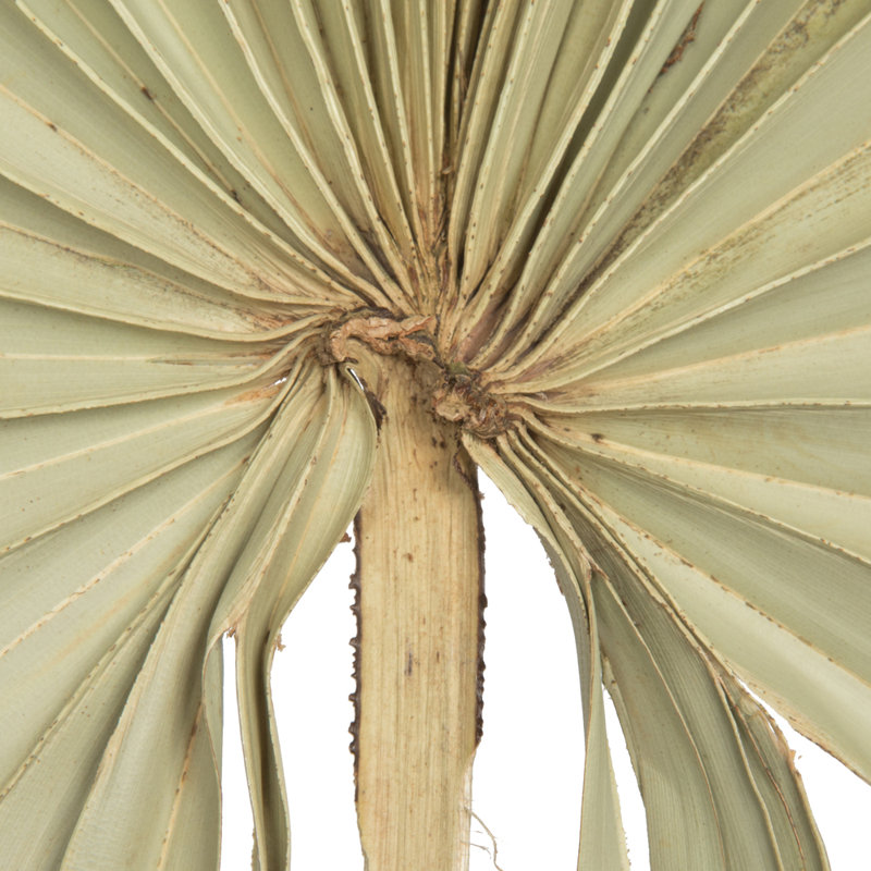 Natural Botanicals 32-40 "Feuille de palmier séchée naturelle non coupée - 12 tiges / poly-sac. Séché et préservé.