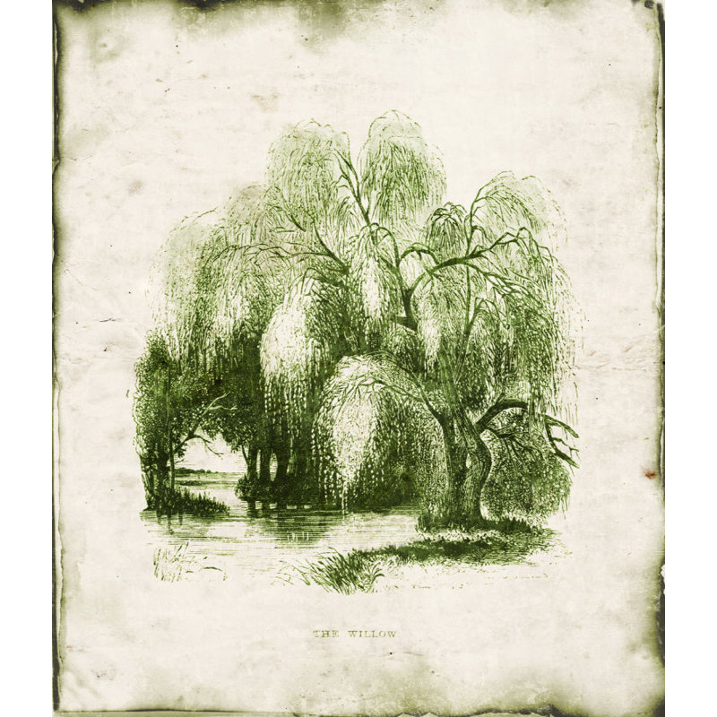 Evergreen I Print by Zoey Riley, 29" H x 24" W x 1.5" D, Outdoor
