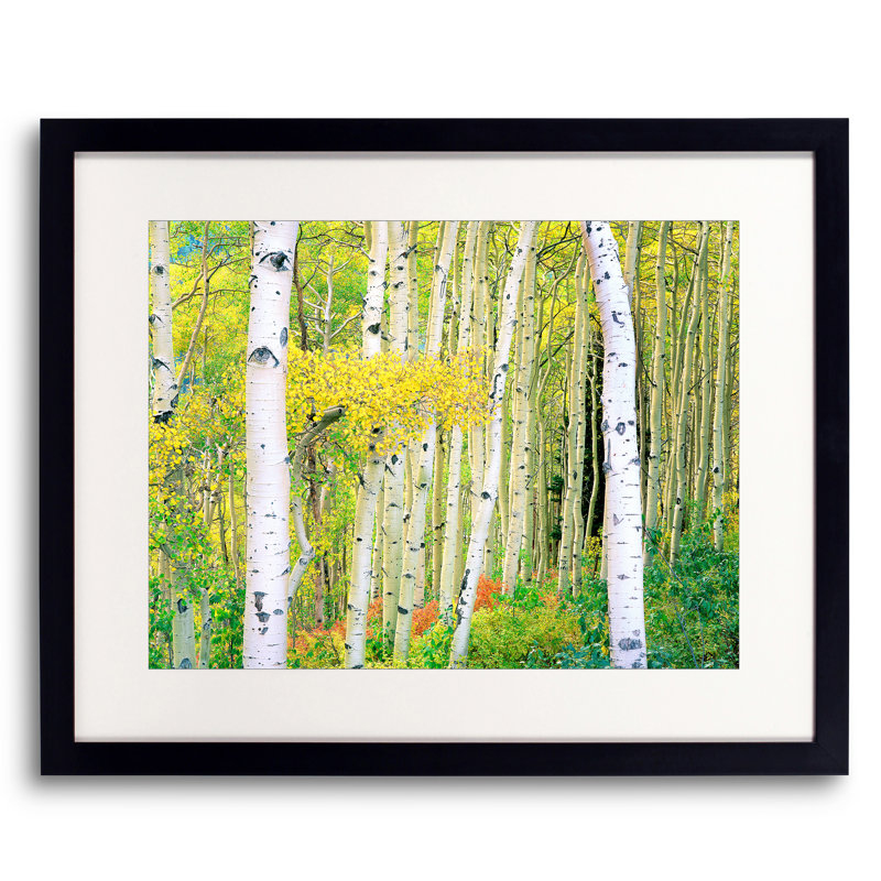 Autumn Aspen Grove Print by Bruce Heinemann, Black Framed Paper, White, 24" H x 30" W