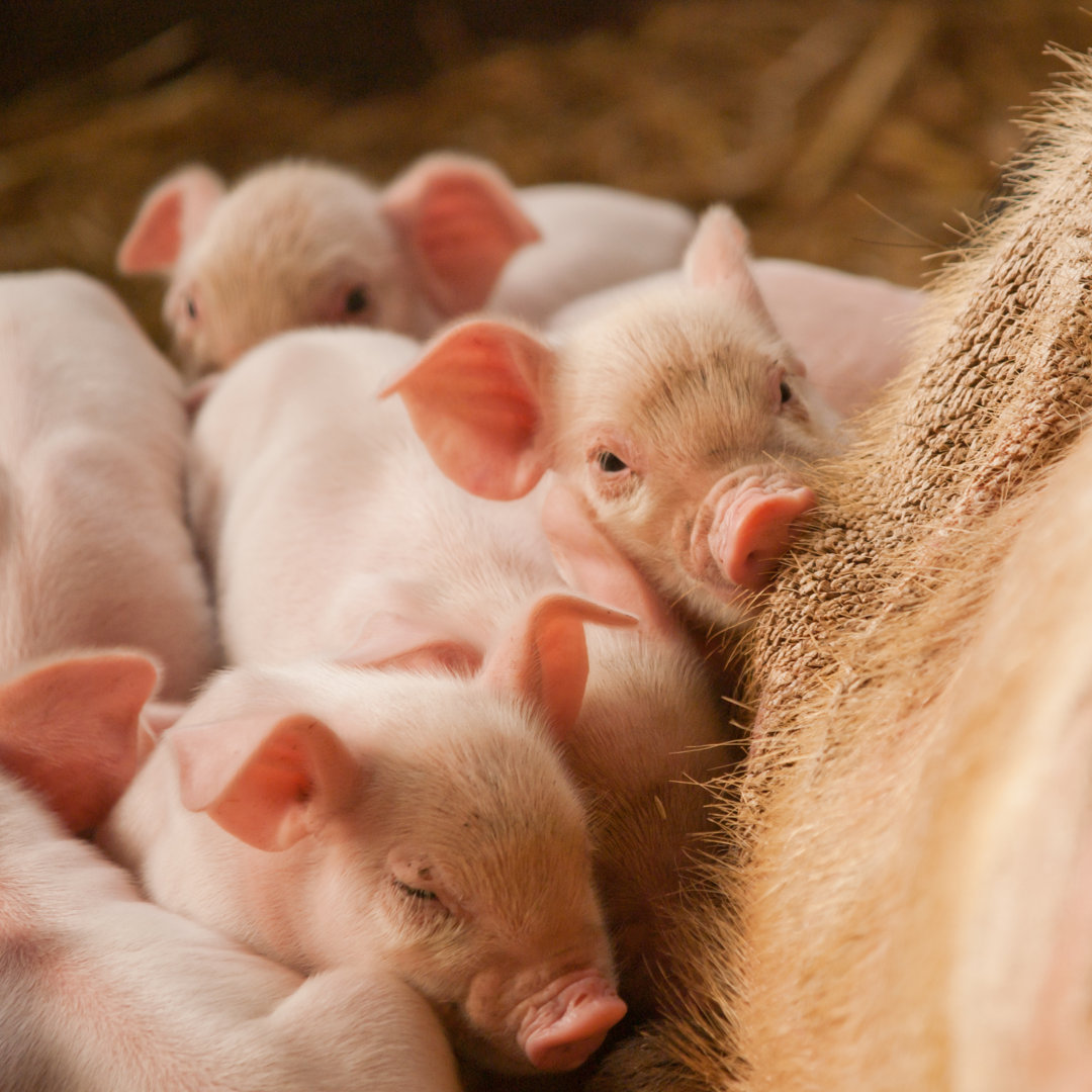 Sechs süße kleine rosa Schweinchen