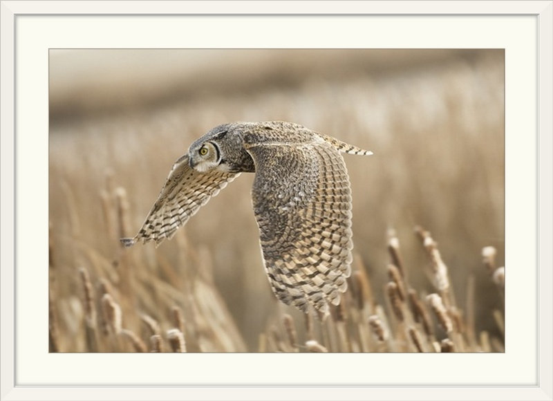 «Great Horned Owl» par Peter Stahl, reproduction de photo de Straub, Cadre blanc, H 32 po x l 44 po x P 1 po