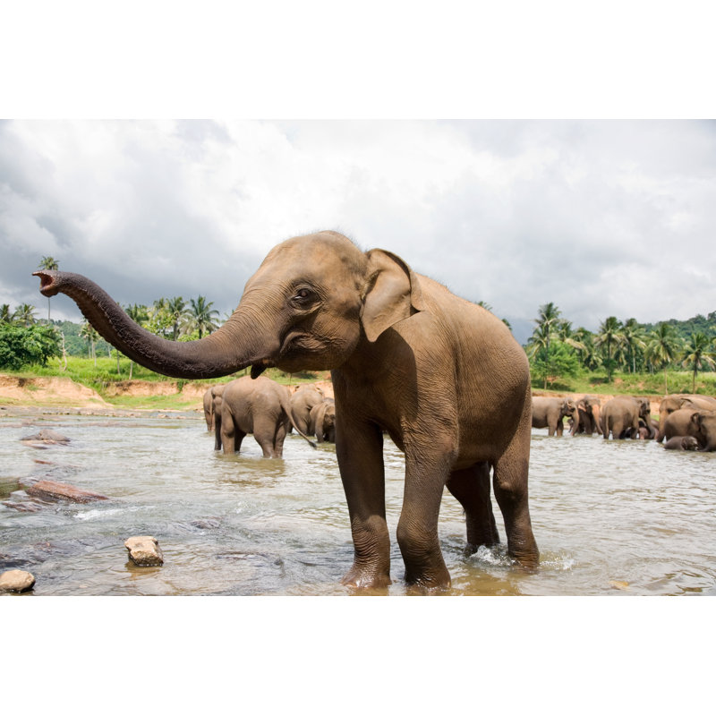 Elephants In River - Wrapped Canvas Print, 20cm H x 30cm W x 3.8cm D