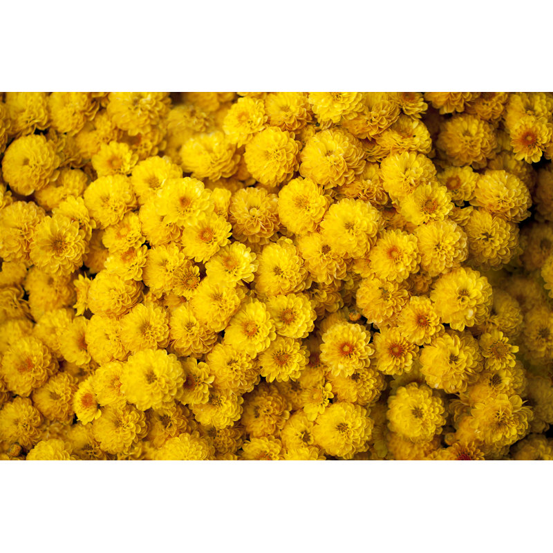 Yellow Chrysanthemum - Wrapped Canvas Print, 30cm H x 46cm W