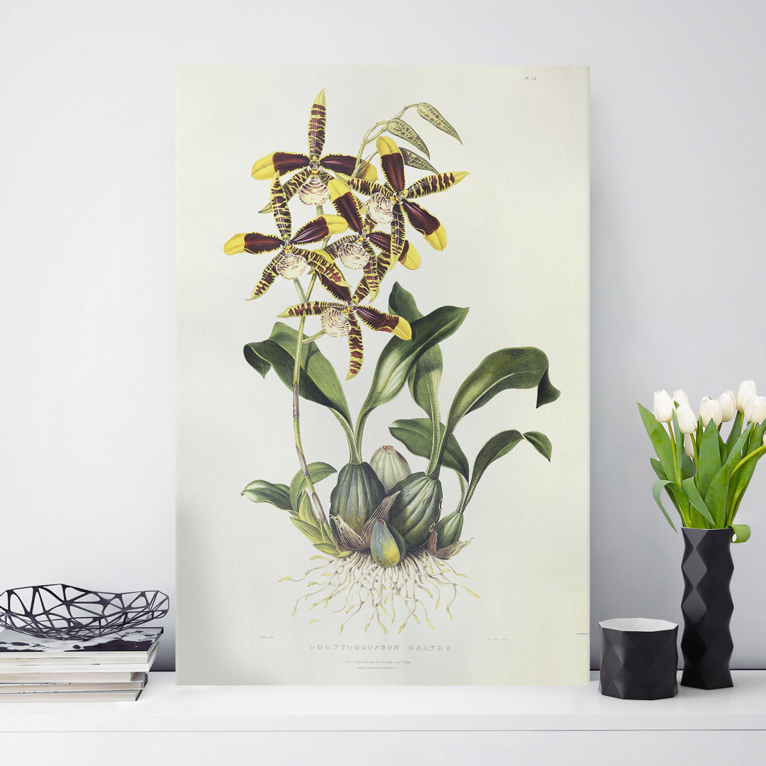 Leinwandbild Orchidee II von Maxim Gauci