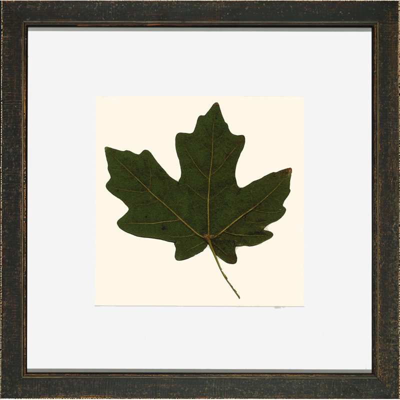 Small Pressed Leaves VI Print