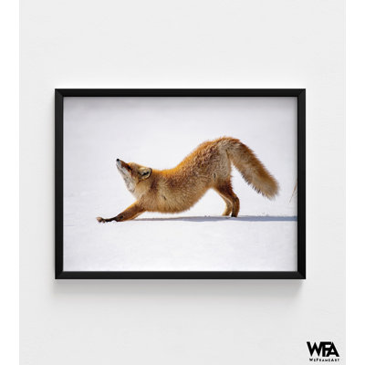 Fox Photography Wall Decor, Framed Red Fox Art, Wild Rex Fox In Field Photography, Fox In The Snow Print, Framed Wall Art,Oversized Wall Art