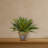 Agave Silk Plant in Glazed Clay Pot