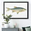 «Small Small Antique Fish IV», reproduction d'art graphique sur toile-1634773759-1634773744