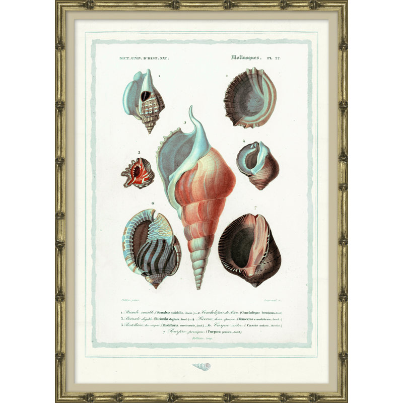Seashells Giclee Print by Soicher Marin Archives