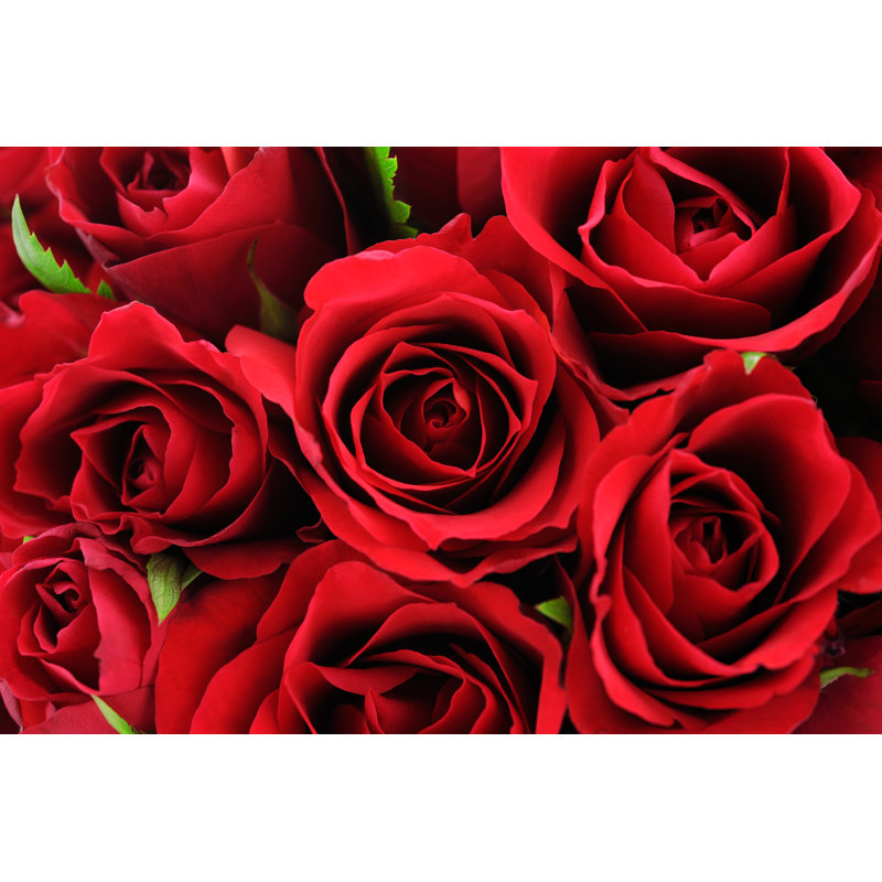 Red Wild Roses Background by Moncherie, 20" H x 30" W
