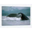 « baleine baleine tail, alaska », reproduction de photo sur toile-30004974-72457838-72457833